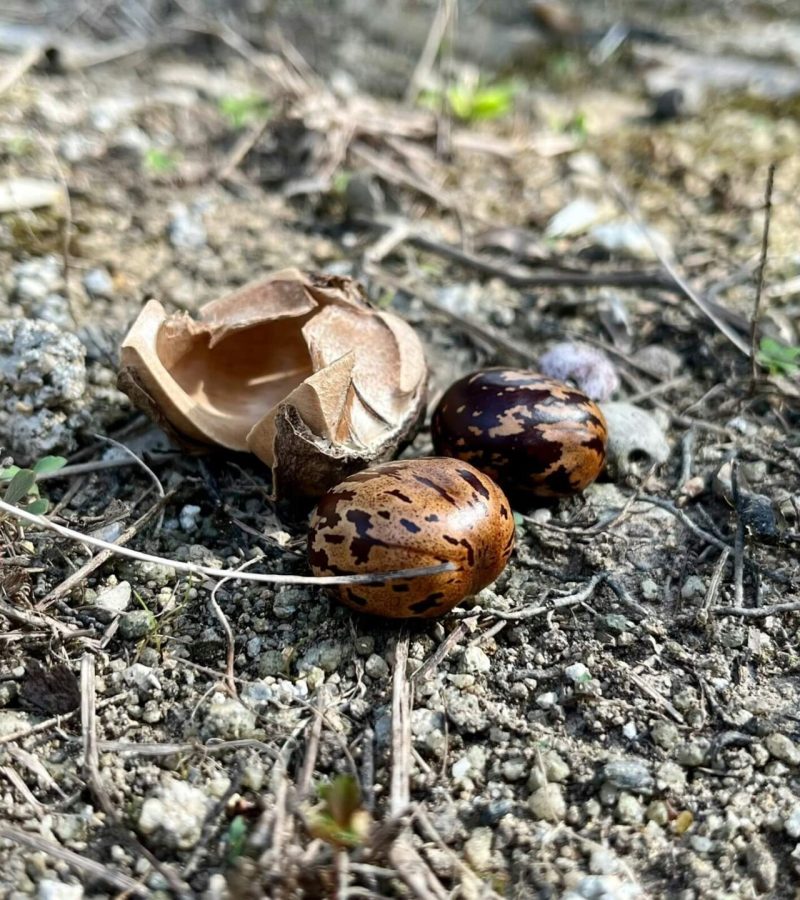 Rubber Plant Seed