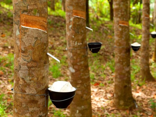 Tapping latex from a rubber tree